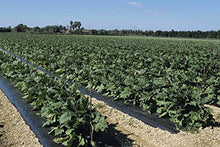 BERRY 4ft x 4000ft x 1.00mil Black Embossed Plastic Mulch