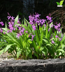Votaniki White Chinese Ground Orchid Bletilla Striata Pink Bare Root Perennial with Violet Pink Spring Flowers for Woodland Shade Gardens Containers and Borders