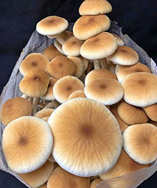 Unicorn Bag XLS-A Biodegradable for Mushroom Growers 500 Count