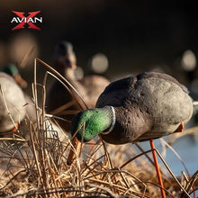 Avian-X AXP Full Body Mallards Decoy 18 Pack Multicolor