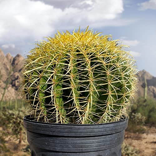 Cactus Outlet - Golden Barrel Cactus Plant - Barrel Cactus Plants Live - 10 Gal (12x17) - Landscape Ready Barrel Cactus Plants Live Delivered Right to Your Door - Live Plants Outdoor