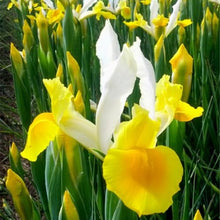 Dutch Iris ‘Coco Beach’ – Top-Size 8+ cm Bulbs for Fall Planting | White and Yellow Petals with Deep Golden-Orange Blotch | Hardy 50 cm Perennial Ideal for Garden Beds and Vibrant Cut Bouquets