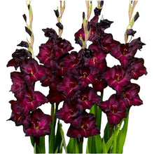 Votaniki's Espresso Gladiolus Bulbs for Planting Dark Red Flower Bulbs Summer Bloom Tall Gladiolus Corms for Garden Beds Borders Cut Flowers Deer Resistant Easy Grow Pack (Pack of 250)