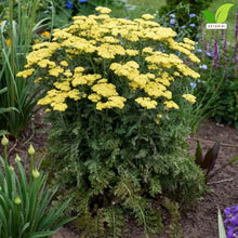 Votaniki Firefly Sunshine Yarrow Bare Root Perennial Bright Yellow Flowers Summer Blooming Drought Tolerant Upright Plant for Garden Borders Cut Flowers Outdoor Growing (Pack of 25)