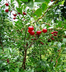 Votaniki Barbados Acerola Cherry Shrub Malpighia glabra 2 to 3 Feet Live Plant Produces Sweet Tart Edible Fruit for Patio Containers Outdoor Gardens and Edible Landscapes