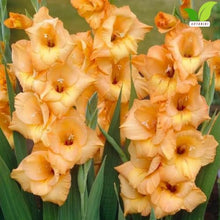 Votaniki Ovatie Gladiolus Bulbs Peach Orange Summer Bloom Flowers for Garden Beds Borders Outdoor Planting Full Sun Cut Flower Use (Pack of 250)