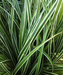 Classy Groundcovers: 75 Variegated Shade Plants that Deer Avoid
