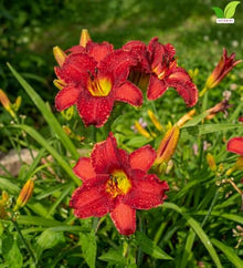 Votaniki Chicago Apache Daylily Bare Root Perennial Plant Scarlet Red Flowers with Yellow Watermark for Full Sun Borders Containers Mass Planting and Pollinator Gardens