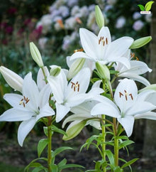 Votaniki Bright Diamond LA Hybrid Lily Top Size Bulbs, Fragrant Pure White Flowers with Lime Green Throats, Early to Mid Summer Blooms for Borders, Containers and Cutting Gardens