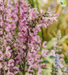 Votaniki Salvia Moulin Rouge Garden Sage Grade No. 1 XXL Bare Root Perennial with Rosy Pink Flower Spires for Sunny Borders Pollinator Gardens Containers and Cut Flowers