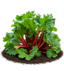 Votaniki Victoria Rhubarb Bare Root Plant Edible Perennial with Thick Green Stalks and Heavy Harvest Potential for Vegetable Gardens Homesteads and Landscape Plantings