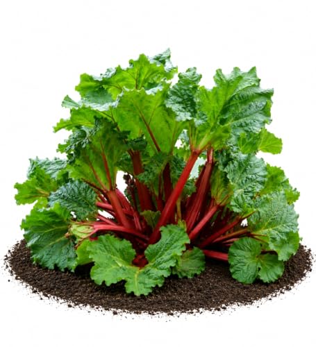 Votaniki Victoria Rhubarb Bare Root Plant Edible Perennial with Thick Green Stalks and Heavy Harvest Potential for Vegetable Gardens Homesteads and Landscape Plantings