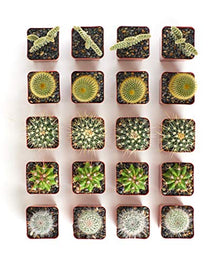 Shop Succulents Premium Live Mini Cactus Plants in Bulk 2" Pots, Easy Care Indoor or Outdoor Gardening, Terrariums, Favors, & Contemporary Spaces with Hardy, Resilient Varieties, Pack of 256