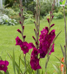 Votaniki Plum Tart Gladiolus Bulbs Large Purple Summer Blooms Tall Cut Flower Variety for Borders Containers Pollinator Gardens and Seasonal Landscape Displays