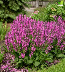 Votaniki Salvia Moulin Rouge Garden Sage Grade No. 1 XXL Bare Root Perennial with Rosy Pink Flower Spires for Sunny Borders Pollinator Gardens Containers and Cut Flowers