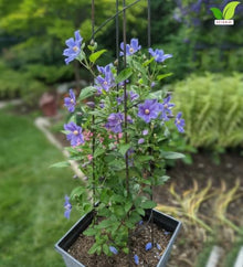 Votaniki Clematis Rain Dance Bush Clematis Grade 1 Root with Large Indigo Blue Flowers for Borders, Patio Containers, Cut Flower Gardens, Specimen Plantings and Garden Obelisks