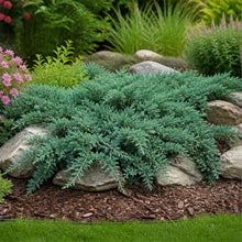 Blue Rug Juniper Wiltonii | 30 Large 4 Inch Pots | Juniperus Horizontalis | Creeping Ground Cover, Low Maintenance Shrub, Drought Tolerant, Evergreen Foliage, Fast Growing, Erosion Control