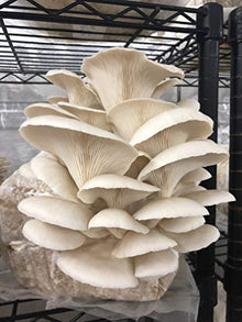Unicorn Bag XLS-A Biodegradable for Mushroom Growers 500 Count