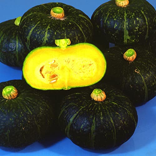 Kitazawa Seed Co Squash Seeds Winter Kurinishiki Hybrid 1 Lb ~2800 Seeds