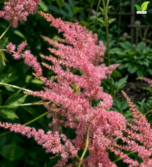 Votaniki Straussenfeder Astilbe thunbergii #1 Size Bare Root, Flamingo Pink Weeping Flower Plumes for Shaded Perennial Gardens, Butterfly Gardens and Cut Flower Planting