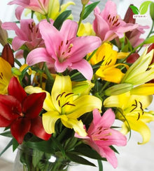 Votaniki Asiatic Lily Mixed Top Size Flower Bulbs Colorful Trumpet Blooms for Summer Gardens Cut Flower Arrangements Borders Pollinator Friendly Perennial Planting (Pack of 100)