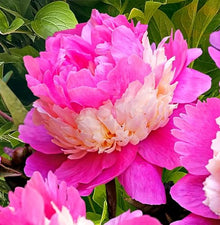 Votaniki Sorbet Peony Roots for Planting - Large Double Blooms & Fragrance Peony | 3-5 Eye XL Roots, for 5+ Gallon Pot, Easy to Grow - Perennial Flowering Peony Roots (12 Pack)