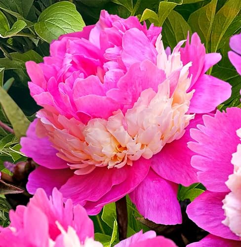 Votaniki Sorbet Peony Roots for Planting - Large Double Blooms & Fragrance Peony | 3-5 Eye XL Roots, for 5+ Gallon Pot, Easy to Grow - Perennial Flowering Peony Roots (25 Pack)