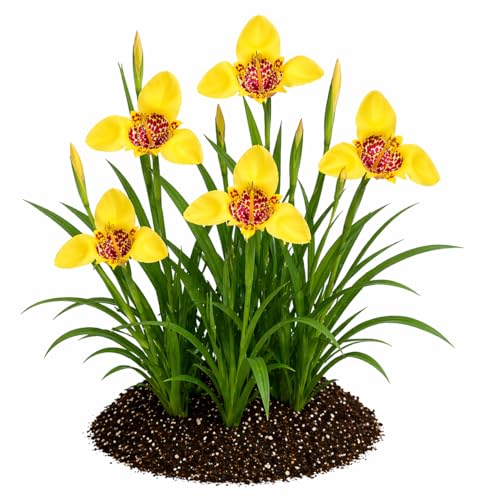 Votaniki Tigridia Pavonia Aurea Bulbs Golden Yellow Mexican Shell Flower Summer Bloom Garden Plants Pollinator Friendly Outdoor Planting Full Sun (Pack of 100)