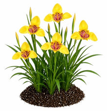 Votaniki Tigridia Pavonia Aurea Bulbs Golden Yellow Mexican Shell Flower Summer Bloom Garden Plants Pollinator Friendly Outdoor Planting Full Sun (Pack of 100)