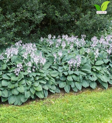 Votaniki Hosta Halcyon Bare Root Perennial Plant Frosty Blue Green Pointed Foliage Shade Garden Plant Pale Blue Violet Midsummer Flowers Patio Container Border Edging (Pack of 25)