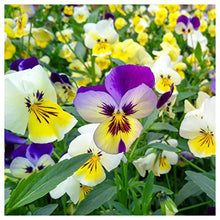 Everwilde Farms - 1 Lb Swiss Giants Pansy Mix Wildflower Seeds - Gold Vault