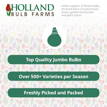 1,000 Bulbs - Bulk Seadov Tulips Flower Bulbs - 1,000 Bulbs per Pack - Good as Cut Flowers - Easy to Grow Live Plants - Outdoor Garden