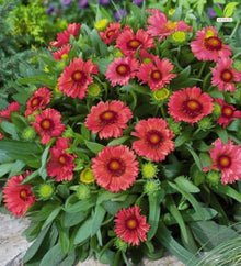 Votaniki Gaillardia aristata Arizona Red Shades Blanket Flower 3 Inch Root Starter Plant with Crimson Red Blooms for Borders, Containers, Cut Flowers and Butterfly Gardens