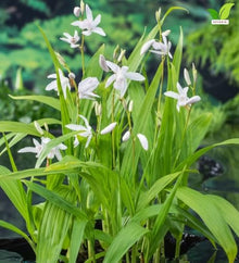 Votaniki Bletilla striata Alba Hardy Orchid #1 Size Root White Flowering Perennial with Iris Like Foliage for Woodland Gardens Borders Containers and Outdoor Landscapes