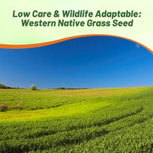 Outsidepride Western Native Grass Seed Mix - 25 lbs. Perennial Blend of Warm & Cool Season, Drought Tolerant Grass Seed for Natural Landscaping w/Wildflower, Soil Health Improvement & Erosion Control