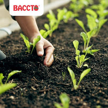 Michigan Peat Baccto 1640 Wholly Cow Horticultural Compost and Manure for Soil Amendment, Lawn Care, Garden Beds, and More, 40 Quart Bag (10 Pack)