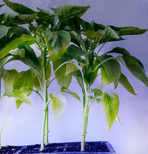 Miracle LED Under The Canopy Indoor Grow Light Kit 150W Blue Spectrum