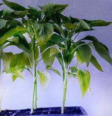 Miracle LED Under The Canopy Indoor Grow Light Kit - Double Plant Yield - Ultra Grow Blue Spectrum 150W Replacement Grow Bulbs & 4-Socket Corded Fixture with SproutMatic Timer (4-Pack)