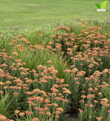Votaniki Achillea Firefly Peach Sky Yarrow Live Perennial #1 Size Root XXL with Peach Orange Flowers Pollinator Friendly Plant for Borders Containers and Cut Flower Gardens
