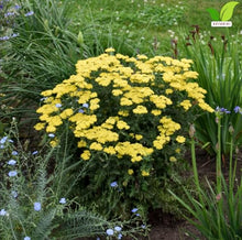 Votaniki Firefly Sunshine Yarrow Bare Root Perennial Bright Yellow Flowers Summer Blooming Drought Tolerant Upright Plant for Garden Borders Cut Flowers Outdoor Growing (Pack of 25)