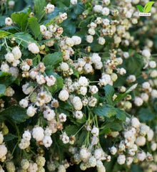 Votaniki Snowbank White BlackBerry 2 to 3 Ft Live Plant Rubus Hybrid Milky White Sweet Fruit Self Fertile Berry Bush for Home Gardens Trellis Growing and Backyard Orchards