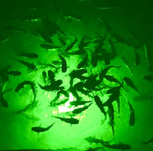 Incredible Underwater LED Lighting Mega-Watt Underwater Dock Light 32000 Lumens Green