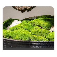 YXIANG56Q Fake Plants Zen Greenery Bonsai Chinese Home Decor Living Room Entryway Floral Arrangement Simulation Tree Bonsai Tree