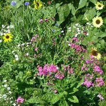 Mountain Valley Seed Co Northeastern Wildflower Seed 5 Lb 3.2 Million Seeds