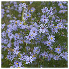 Everwilde Farms - 1 Lb Sky Blue Aster Native Wildflower Seeds - Gold Vault