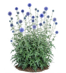 Votaniki Echinops Bannaticus 'Blue Glow' (Globe Thistle) #1 Size Root for Planting – Hardy Perennial with Spiky Blue Blooms | Perennial Fowers for Pollinators & Cut Flowers (25 Pack)