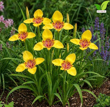 Votaniki Tigridia Pavonia Aurea Bulbs Golden Yellow Mexican Shell Flower Summer Bloom Garden Plants Pollinator Friendly Outdoor Planting Full Sun (Pack of 100)