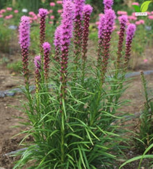 Votaniki Kobold Gayfeather Liatris spicata Top Size Flower Bulbs with Rose Lavender Summer Blooms and Strong Stems for Sunny Gardens Borders Containers and Cut Flowers
