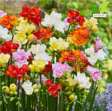 Votaniki's Double Freesia Mix Bulbs for Planting Ruffled Fragrant Blooms Vibrant Mixed Colors Spring Flowers for Containers Garden Beds Indoor Forcing Cut Flower Use (Pack of 250)