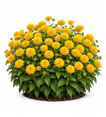 Votaniki Heliopsis helianthoides Rays for Days False Sunflower #1 Size Root, Double Golden Yellow Flowers for Borders, Containers, Cut Flowers and Butterfly Gardens